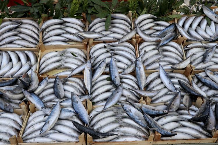 Gürpınar’da yeni av sezonuna palamut damgası